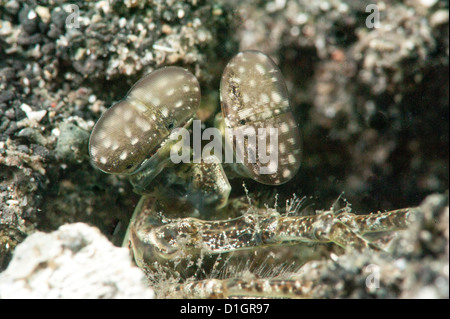 Oliva colorato canocchia (Gonodactylus platysoma), a Sulawesi, Indonesia, Asia sud-orientale, Asia Foto Stock