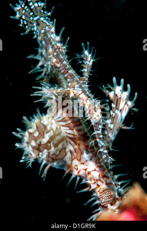Ornate ghostpipefish (Solenostomus paradoxus) femmina, a Sulawesi, Indonesia, Asia sud-orientale, Asia Foto Stock