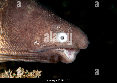 Bianco deformata eyed moray eel (la Siderea thysoidea), a Sulawesi, Indonesia, Asia sud-orientale, Asia Foto Stock