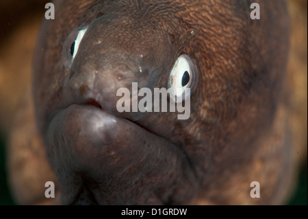 White eyed moray eel (la Siderea thysoidea), a Sulawesi, Indonesia, Asia sud-orientale, Asia Foto Stock