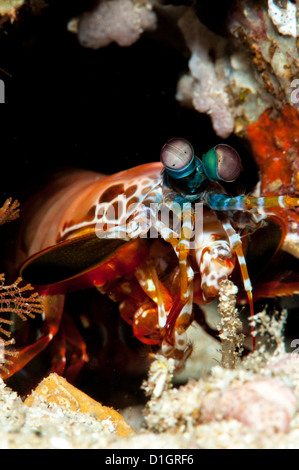 Canocchia Pavone (Odontodactylus scyallarus), a Sulawesi, Indonesia, Asia sud-orientale, Asia Foto Stock