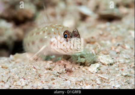 Oro screziato gamberetto ghiozzo (Ctenogobiops pomastictus), a Sulawesi, Indonesia, Asia sud-orientale, Asia Foto Stock