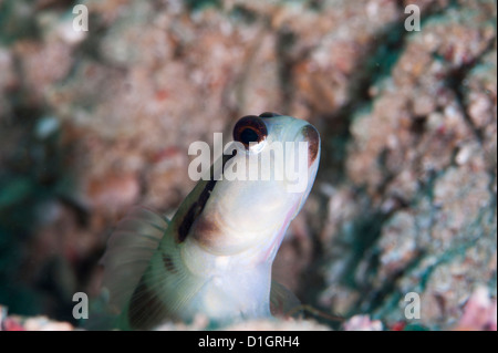 Linea nera gamberetto ghiozzo (Myersina nigrivirgate), a Sulawesi, Indonesia, Asia sud-orientale, Asia Foto Stock