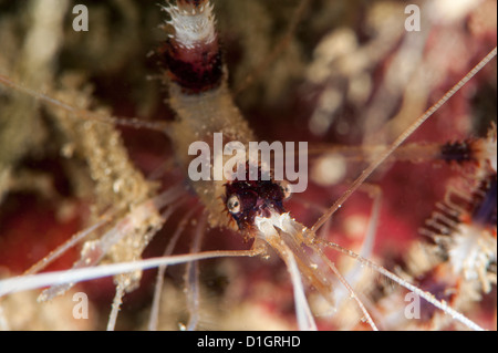 Nastrare il corallo gamberetti (Stenopus hispidus), a Sulawesi, Indonesia, Asia sud-orientale, Asia Foto Stock