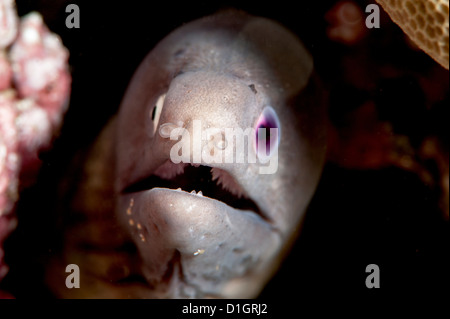 White eyed moray eel (la Siderea thysoidea) cieca da un occhio, Sulawesi, Indonesia, Asia sud-orientale, Asia Foto Stock