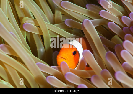 Clarks anemonefish (Amphiprion clarkii), a Sulawesi, Indonesia, Asia sud-orientale, Asia Foto Stock