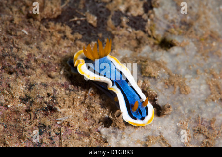 Nudibranch (Chromodoris annae), a Sulawesi, Indonesia, Asia sud-orientale, Asia Foto Stock