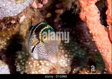 Mimic filefish (Paraluteres prionurus) nero minics sellati toby, Sulawesi, Indonesia, Asia sud-orientale, Asia Foto Stock