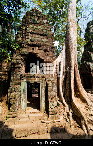 Radici sovradimensionate e rovine di Ta Prohm tempio, i templi di Angkor, Siem Reap, Cambogia, Indocina, Asia sud-orientale, Asia Foto Stock