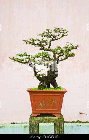 Close-up di un bonzai albero a Thien Mu Pagoda, tonalità, Vietnam, Indocina, Asia sud-orientale, Asia Foto Stock