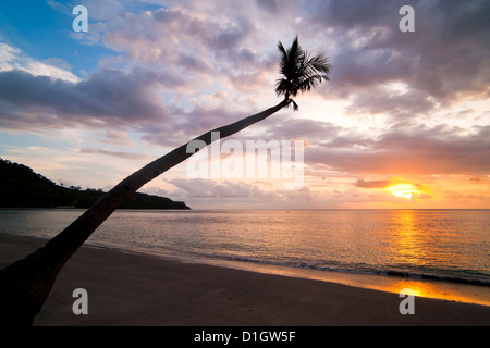 A strapiombo Palm tree a Nippah spiaggia al tramonto,l'Isola di Lombok, Indonesia, Asia sud-orientale, Asia Foto Stock