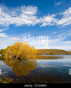 Golden Autumn Tree riflessione nella mattina ancora acqua, Lago Alexandrina, Laghi del Sud, regione di Otago, Isola del Sud, Nuova Zelanda Foto Stock