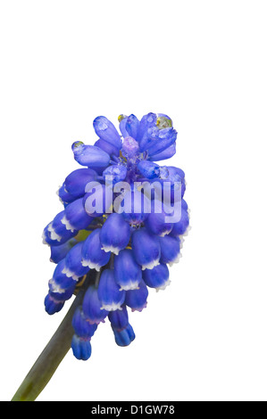 Giardino Giacinto uva ' Muscari armeniacum ' Foto Stock