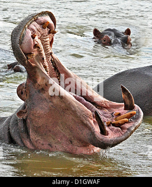 Un ippopotamo che sbadiglia Foto Stock