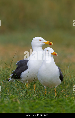 Lesser black-backed gull (Larus fuscus) coppia nelle dune lungo la costa del Mare del Nord Foto Stock