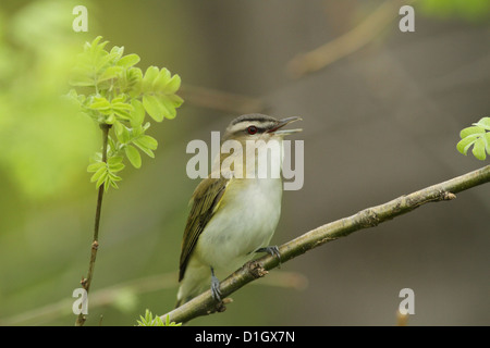 Cantando red-eyed (Vireo Vireo olivaceus) Foto Stock