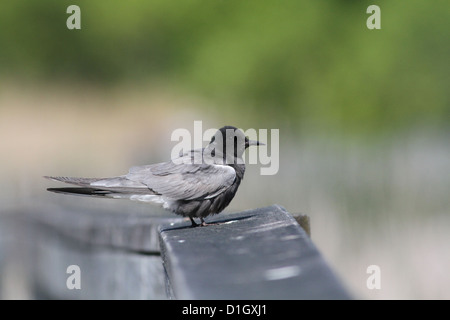 Black Tern (Chlidonias niger) uccello adulto Foto Stock