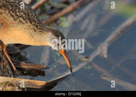 Virginia Treno (Rallus limicola) ritratto Foto Stock