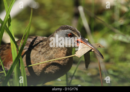 Virginia Treno (Rallus limicola) ritratto di nesting Foto Stock