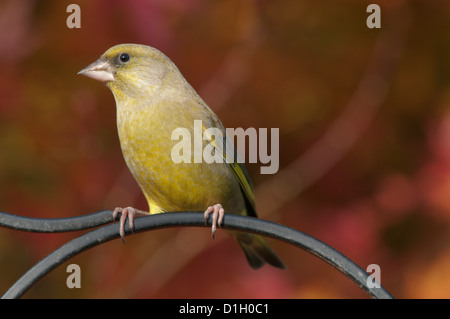 Verdone [Carduelis chloris] arroccato nella parte anteriore di acero. Novembre, West Sussex, in Inghilterra, Regno Unito. Foto Stock