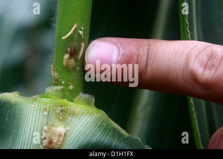 Lesione del mais da parte della foratrice di mais europea (Ostrinia nubialis) Foto Stock