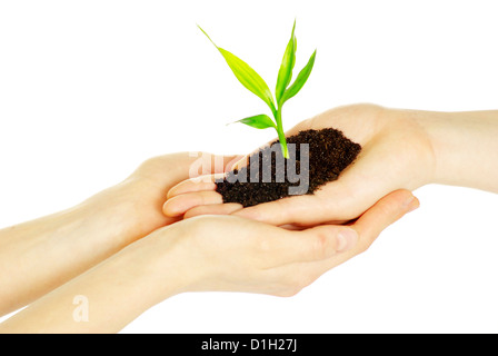 Mani alberello nel suolo su bianco Foto Stock