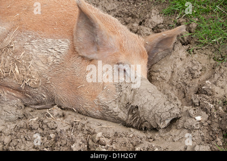 Dormire suino nel fango Foto Stock