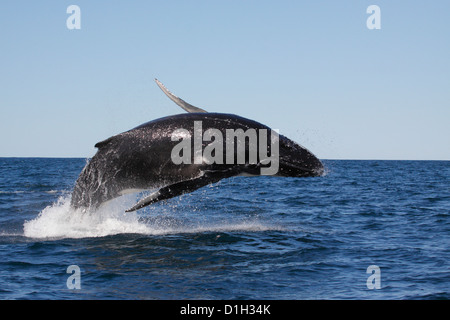 Giovani Humpback Whale (Megaptera novaeangliae) violare, saltando in Byron Bay, Nuovo balene del Sud, Australia Foto Stock