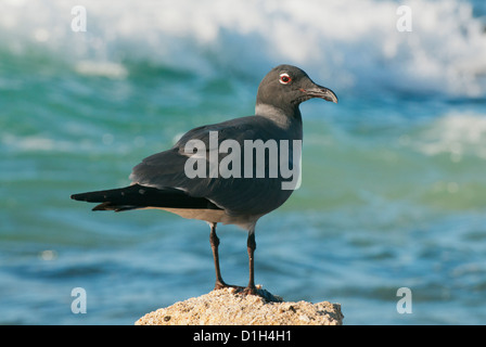 Gabbiano di lava (Leucophaeus fuliginosus) in via di estinzione, isole Galapagos, Ecuador Foto Stock