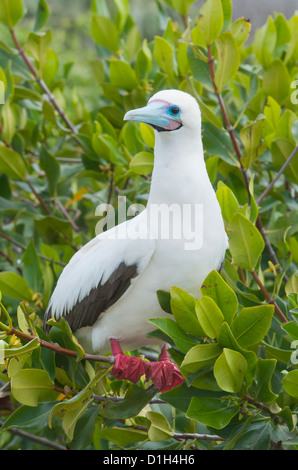 Rosso-footed Booby (Sula sula websteri) Fase di bianco, Genovesa Island, Galapagos, Ecuador Foto Stock