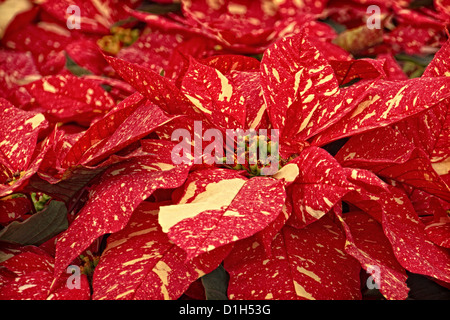 Una fotografia di stock di alcuni red glitter Poinsettia piante. Foto Stock