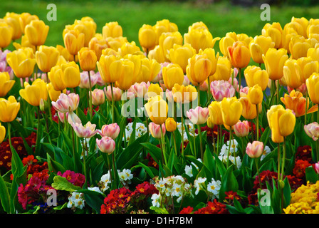 Un letto di tulipani principalmente preso nel mio parco locale in Hastings in primavera Foto Stock