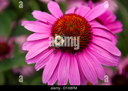Bumblebee alimentazione su un viola e arancione fiore a cono Foto Stock
