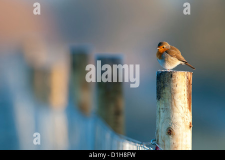 Robin appollaiato su un fencepost Foto Stock