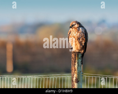 Comune Poiana appollaiato su un palo da recinzione nella luce del mattino Foto Stock