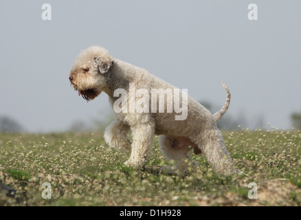 Cane Lagotto Romagnolo cane tartufo profilo standard Foto Stock