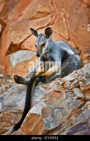 Nero-footed Rock-wallaby seduti rilassati in una parete di roccia. Foto Stock