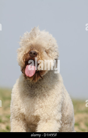 Cane Lagotto Romagnolo cane tartufo ritratto crema per adulti Foto Stock