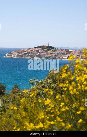 Elk192-2467v Croazia, Dalmazia, Primosten , Vista città attraverso l'acqua con giallo gorse Foto Stock