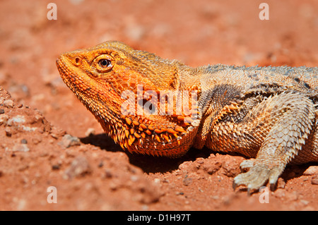 Per i bagni di sole Drago barbuto in terra rossa. Foto Stock