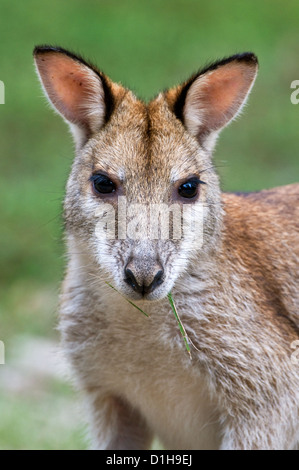 Agile wallaby che si nutre sull'erba. Foto Stock