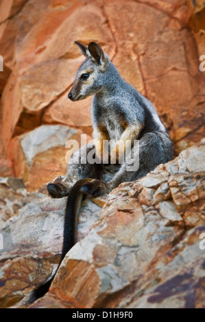 Nero-footed Rock-wallaby seduti rilassati in una parete di roccia. Foto Stock