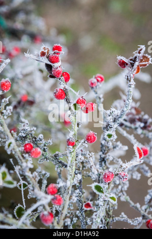 Spesso il gelo e bacche rosse sulle piante in Stony Stratford, Milton Keynes, Regno Unito il 12 dicembre 2012 Foto Stock