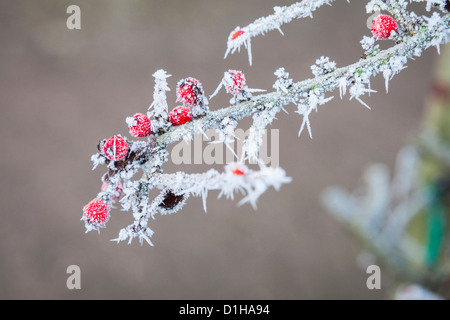 Spesso il gelo e bacche rosse sulle piante in Stony Stratford, Milton Keynes, Regno Unito il 12 dicembre 2012 Foto Stock