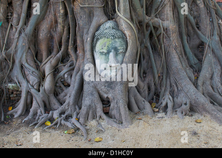 Il Buddha la testa racchiusi nelle radici di un Banyan Tree al Wat Phra Mahathat tempio, Ayutthaya Thailandia Foto Stock