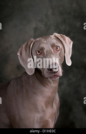 Studio verticale della testa e spalle immagine di un bellissimo Weimaraner cane su un tono scuro verde e uno sfondo grigio. Foto Stock