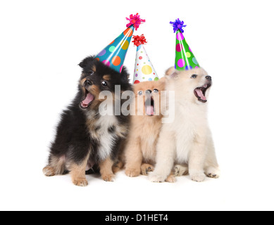 Divertente di cuccioli di cantare il buon compleanno canzone indossando cappelli Silly Foto Stock