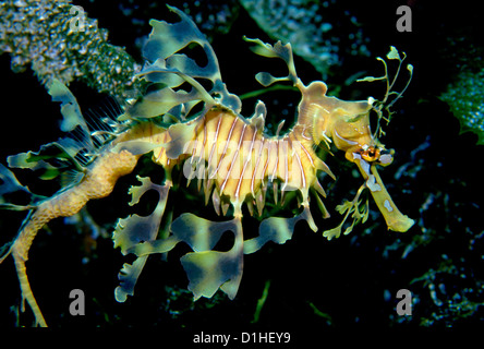 Frondose Seadragon (Phycodurus eques), Kangaroo Island, Sud Australia Foto Stock