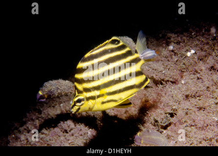 Un Stripey (Microcanthus strigatus) con un parassita pidocchio di pesce sulla sua coda, Port Stephens, Nuovo Galles del Sud, Australia. Foto Stock
