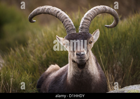 Closeup ritratto di un pieno cresciuto spagnolo maschio di stambecco (Capra pyrenaica), in Gredos Mountains, Spagna. Foto Stock